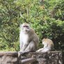 Mono típico de Mauritius 