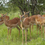 Antílopes - Parque Nacional Kruger