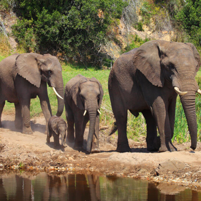 Elefantes en la Reserva Privada Bottlierskop