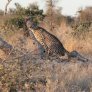 Guepardo en el Área Kalahari