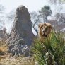 León en el Parque Nacional de Chobe