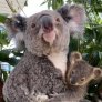 Koala mamá