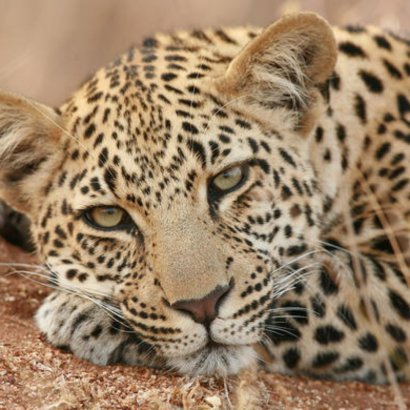 Leopardo - Parque Nacional Kruger