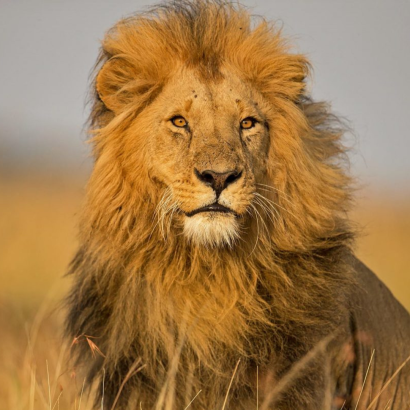 León adulto en la Reserva Nacional de Maasai Mara