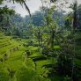 Terraza de arroz Tegallalang - Bali