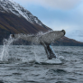 Avistamiento de ballenas en Dalvík