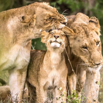 Leones en el Parque Kruger
