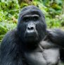 Gorila en el arque Nacional Bwindi