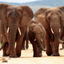 Elefantes n el Parque nacional Kruger