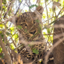 Leopardo en Parque Nacional Chobe - Botswana 