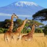 Jirafas en el Parque Nacional de Serengeti