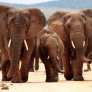 Elefantes - Parque Nacional Kruger