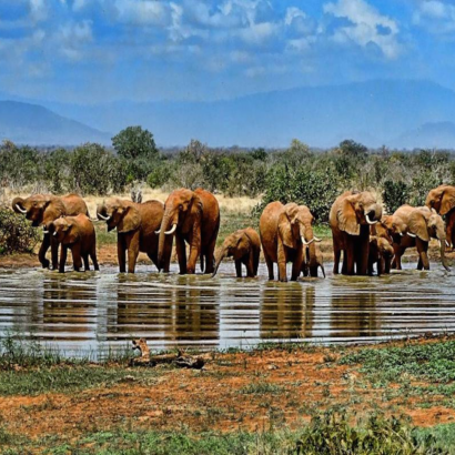 Elefantes en el Parque Nacional de Pilanesberg