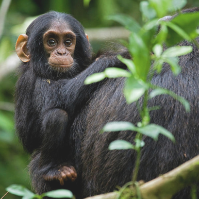 Chimpance en el Parque Nacional de Queen Elisabeth